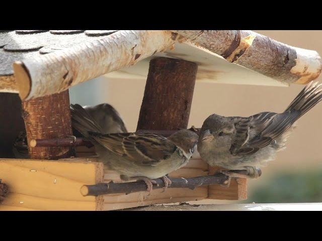 Das Vogelhaus #2 | The Birdhouse #2