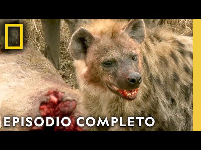 Peleas Salvajes: Garras y Dientes en Acción | Noche De Pelea Animal | Nat Geo en Español