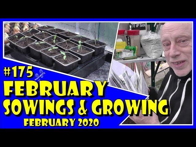 MuddyBootz Allotment #175 - February Sowings - Pricking out Capsicums