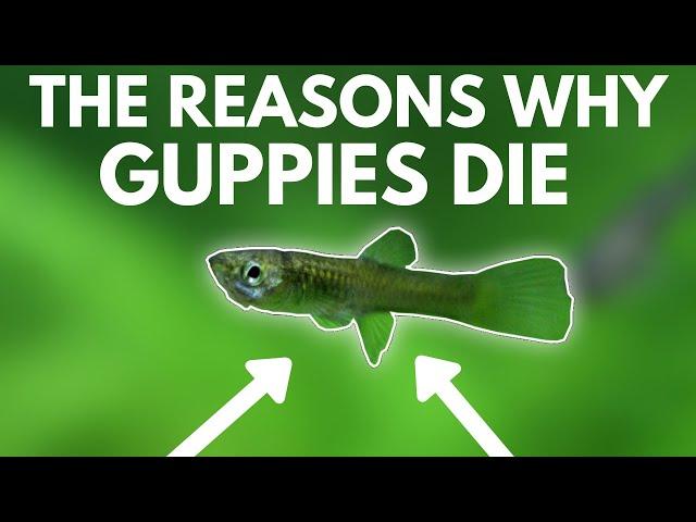 4 Reasons Why Guppies Die