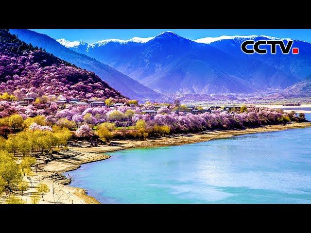 【4K】大饱眼福！立春之后看中国的春天有多美 | CCTV