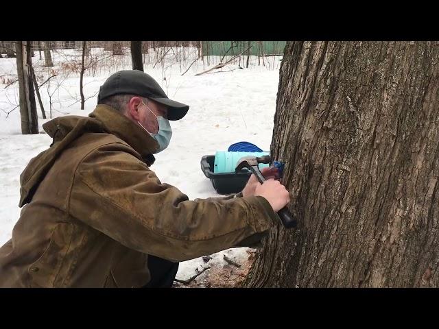 Levi taps his first tree of the season