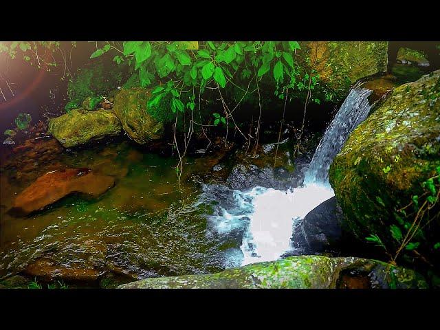 Natural Sounds that Calm the Mind - Forest Sounds - Lovely Birds Chirping