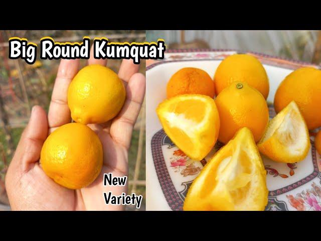 Growing Kumquat in Pots, Complete Guide | Kumquat Varieties Comparison | Rare Garden