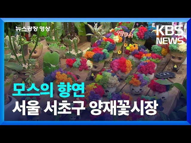 [뉴스광장 영상] 모스의 향연 / KBS  2023.01.16.