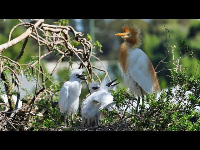 Cattle egrets. - The colony