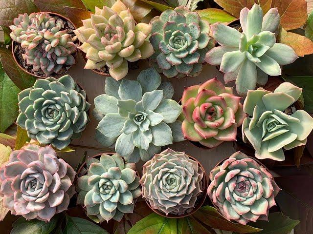 Succulent Plant mail, how to look after your new plants after delivery. Tips of potting and care.