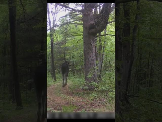 We caught a MOOSE and ELK on our trail camera | FoxFire Off-grid Adventures