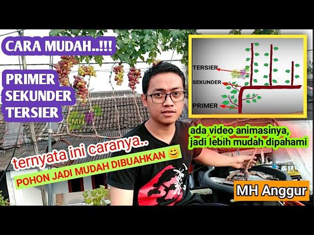 Cara pembentukan tajuk anggur #pohon #anggur sistem tralis || MH Anggur || @MhAnggurChannel