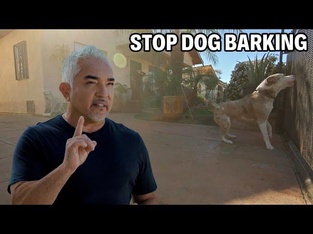 How To Bring Your Dog Back To Homeostasis | Better Human Better Dog Season 2