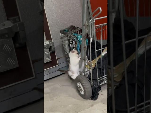 산악고양이 climbing cat #마당냥이 #산골감나무집
