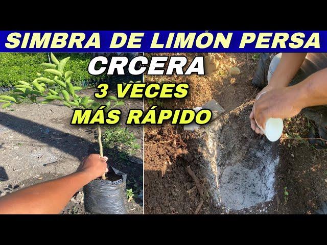 Cómo sembrar el limón persa correctamente/ el mejor método