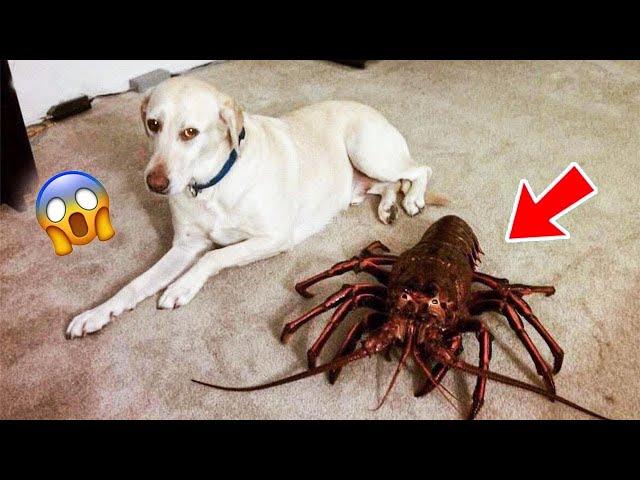 Funniest Dog Reactions of 2023 - Scared and Pranks Dog  | Pets Island