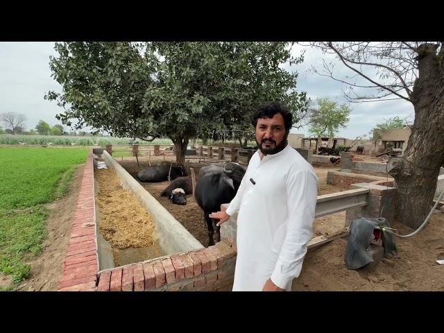 vlog by Anjum Saroya | Jawaran Da Wara te nawin khurli | Plants around 16 dari  at Anjun Saroya Dera