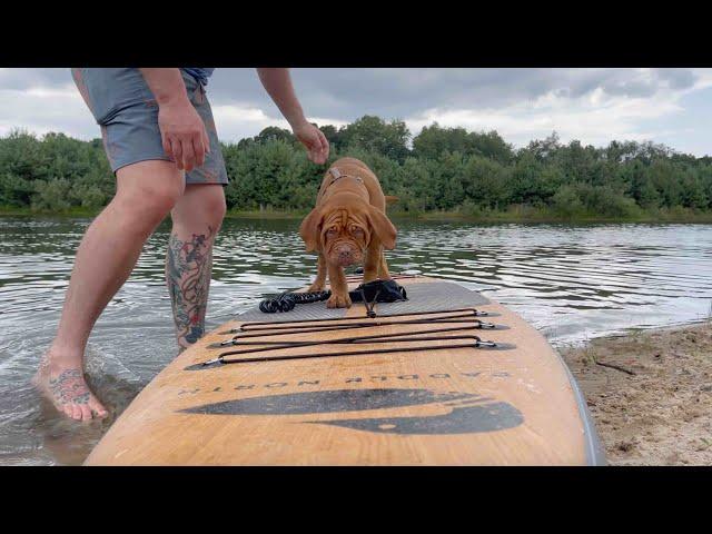 Paddle Board with your Dog on the Portager