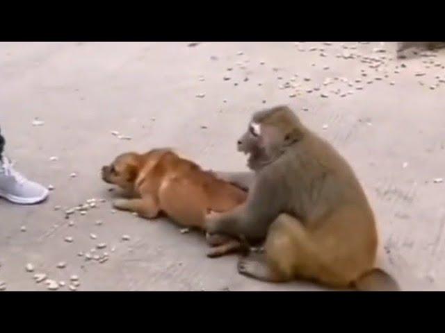 DOG VS MONKEY FIGHT | batangas tv