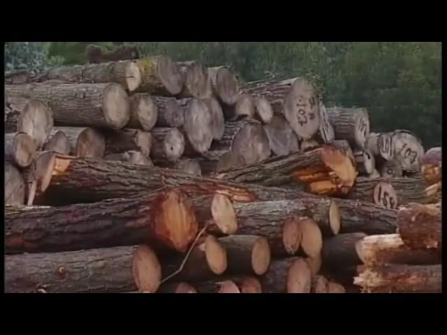 Incendios y abandono, principales problemas del monte gallego