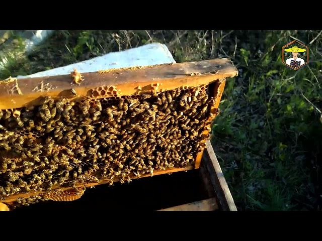  ВУЛИК У КУЩАХ - ч6. Весняний старт бджіл у місті  28.04.2021