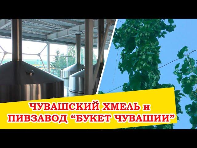 Чувашхмельпром, хмельники и пивзавод Букет Чувашии