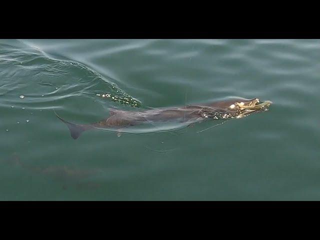 Savannah Georgia Offshore Fishing With American Fishing Charters Big Fish/Barracuda On Light Tackle