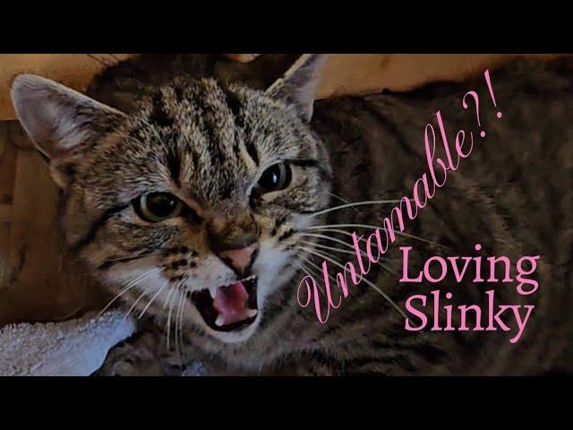 Untamable??! Loving Slinky the Feral Cat