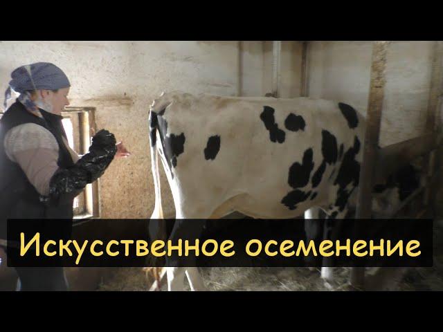 Искусственное осеменение коров/Учимся на нашей Стрекозе/Сосуд Дьюара YDS-10