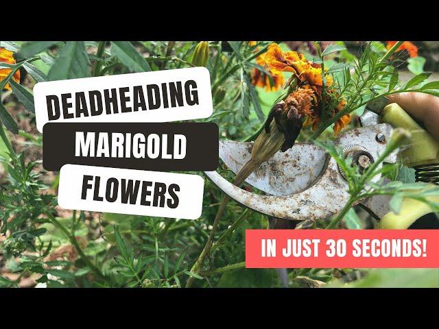 Deadheading Marigolds For An Extended Flowering Season