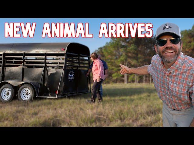 She Is Here! (New Animal On The Farm)