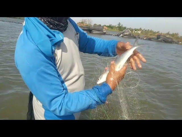 Jaring ikan bandeng dipantai hasilnya muantapppp