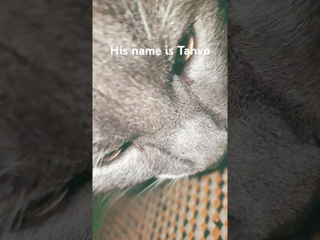 His name is Tahvo #cat #phonk