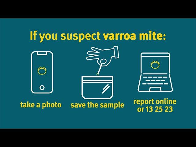 How to check your beehives for varroa mite using an alcohol wash