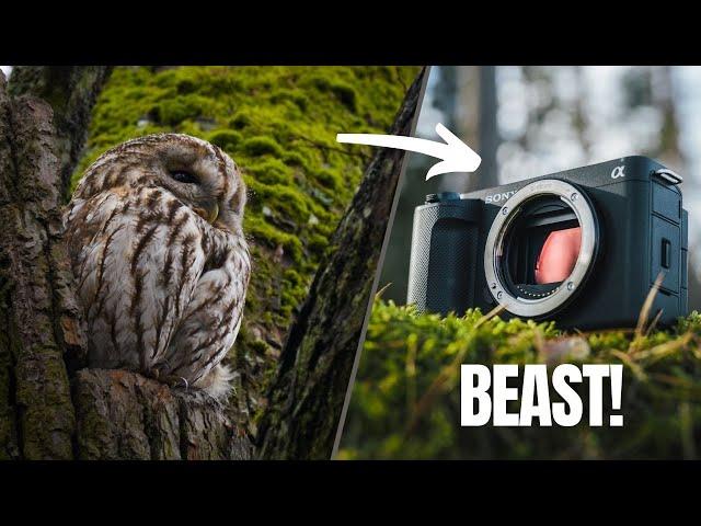 Sony ZV-E1 Review｜Amazing for Nature Filming?