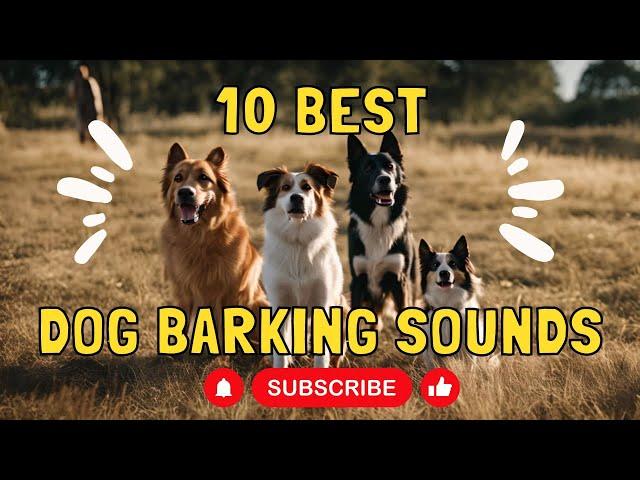 10 best dog barking sounds | dog sounds | sounds for dogs | dog TV | videos for dogs