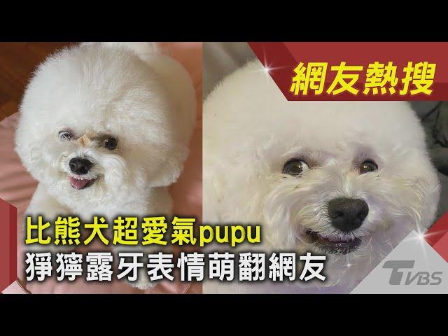 比熊犬超愛氣pupu 猙獰露牙表情萌翻網友｜TVBS新聞｜網友熱搜