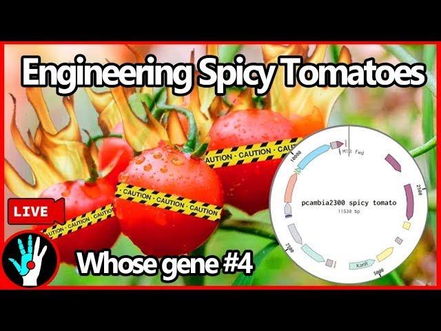 [LIVE] Making Tomatoes Produce Capsacin (Spicy tomatoes) - Whose Gene is it Anyway #4