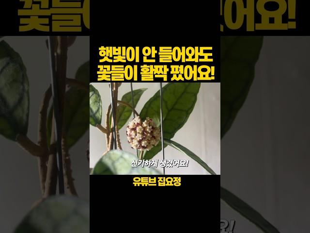 햇빛이 없어도 꽃은 핀다! #식물