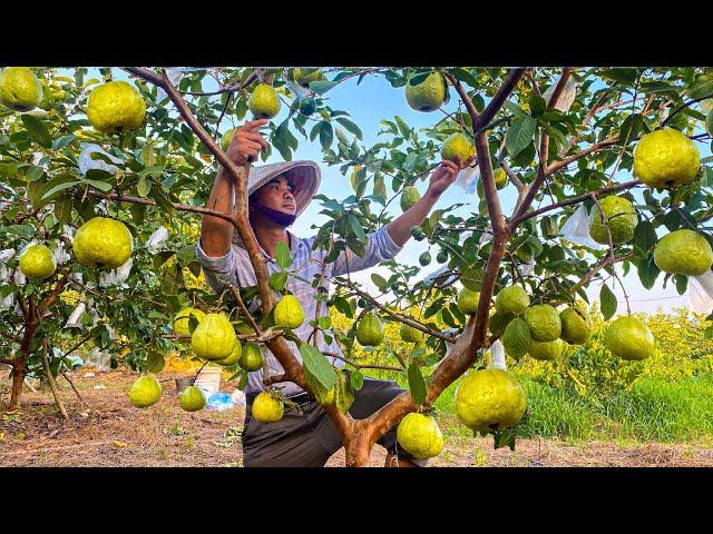 Harvesting Guava in My Farm on Sunny Day and Go to Sell - Relaxing Harvest Video Noal Farm