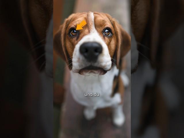 Achte unbedingt darauf, wenn Du Hunde von oben fotografierst... #Hundefotografie #dogphotography