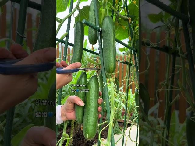 全雌水果黄瓜，好吃高产好种植，阳台小院，新手都能种得好