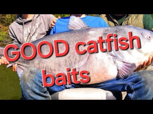 Best Catfish Baits: What's Actually Effective