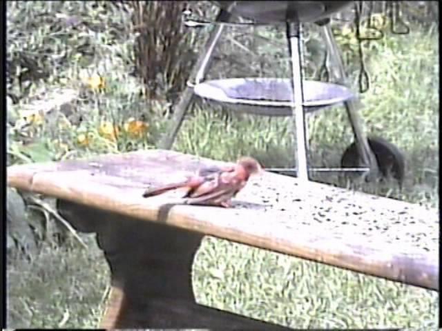 Baby cardinal