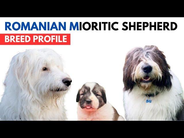 Romanian Mioritic Shepherd Breed Profile History - Price - Traits - Mioritic Shepherd Grooming Needs