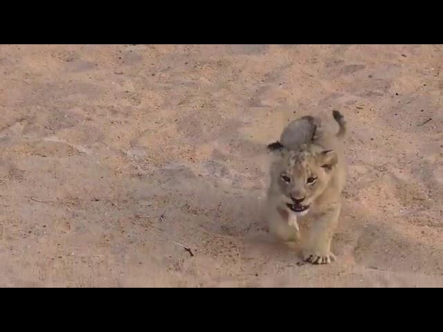 Lion Cub Roar