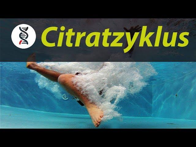 CITRATZYKLUS einfach erklärt [ABITUR] | studyrunner