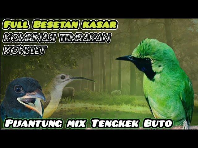 Masteran Cucak ijo full tembakan kasar‼️Grojogan Pijantung mix Tengkek Buto
