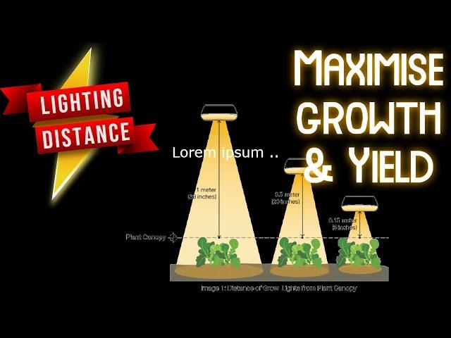 How to - Grow Light DISTANCE & INTENSITY for EXPLOSIVE GROWTH, HEALTHY PLANTS & HUGE YIELD!!