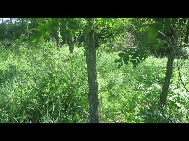 Tree ID: Black Locust with Edible Flowers