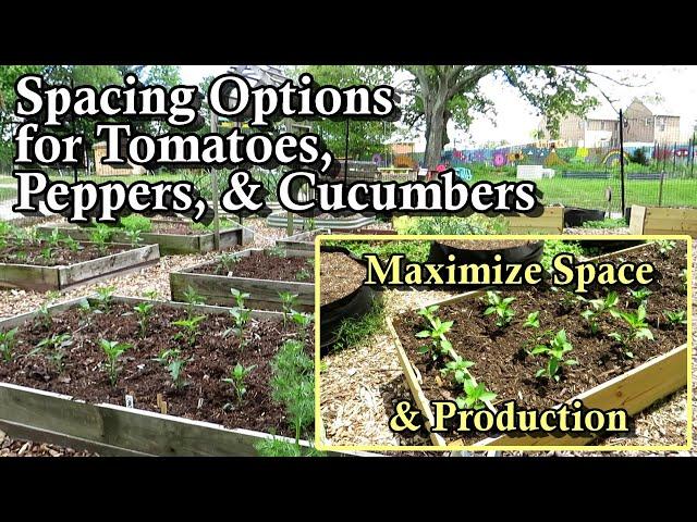 Tomato, Pepper, & Cucumber Plant Spacing and Planting Options: Maximizing Space and Harvesting!