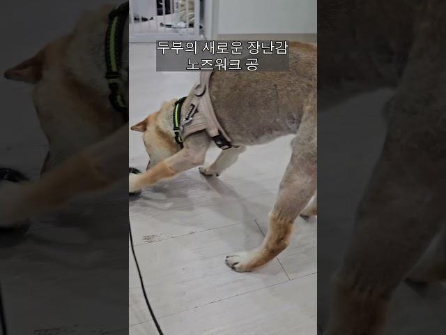 시바견 두부의 새 장난감! 노즈워크 공!! 소리와 간식으로 즐거움이 2배 된듯 합니다ㅎㅎ #시바이누 #시바 #노즈워크 #시바견