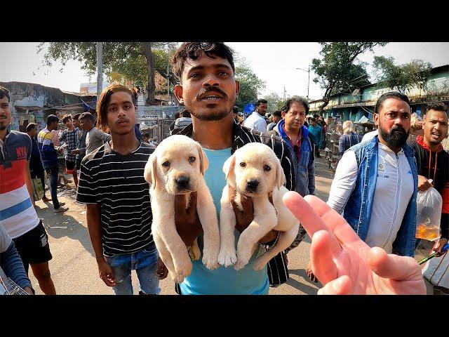 Bargaining for Pets on the Streets of Kolkata 